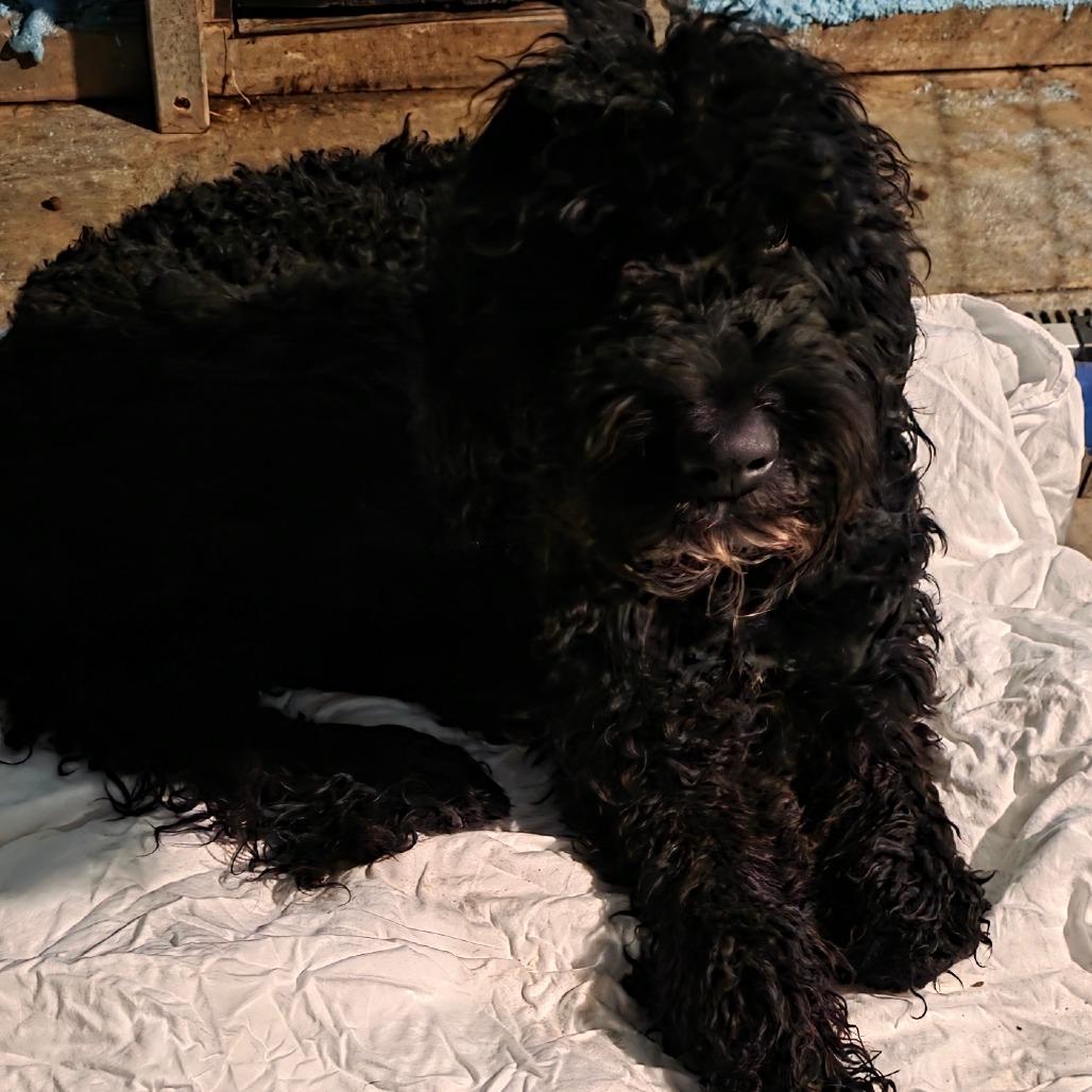 Enlarge Marshal, a Adoptable mixed breed in Goltry, OK image 2/4