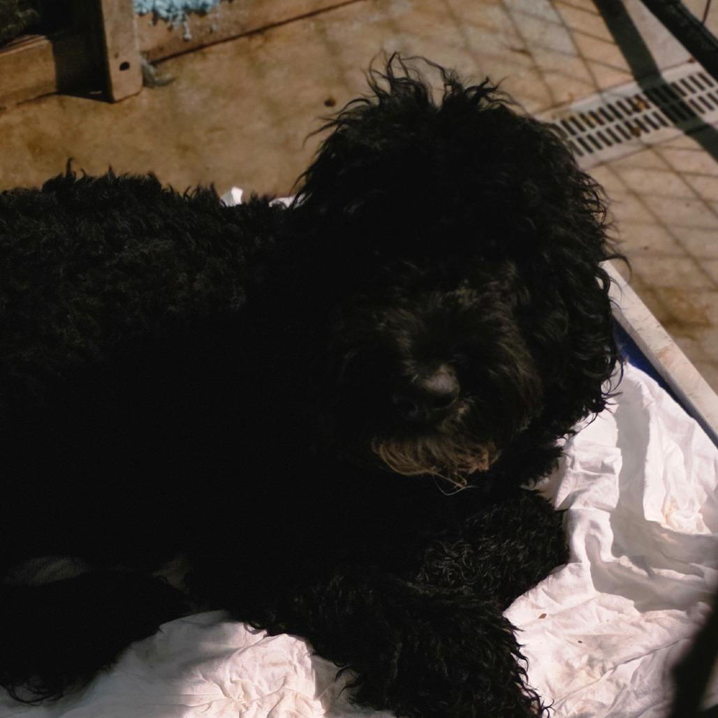 Enlarge Marshal, a Adoptable mixed breed in Goltry, OK image 3/4