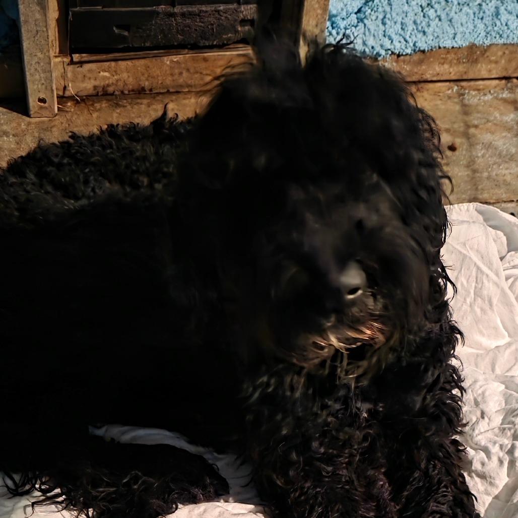 Enlarge Marshal, a Adoptable mixed breed in Goltry, OK image 4/4