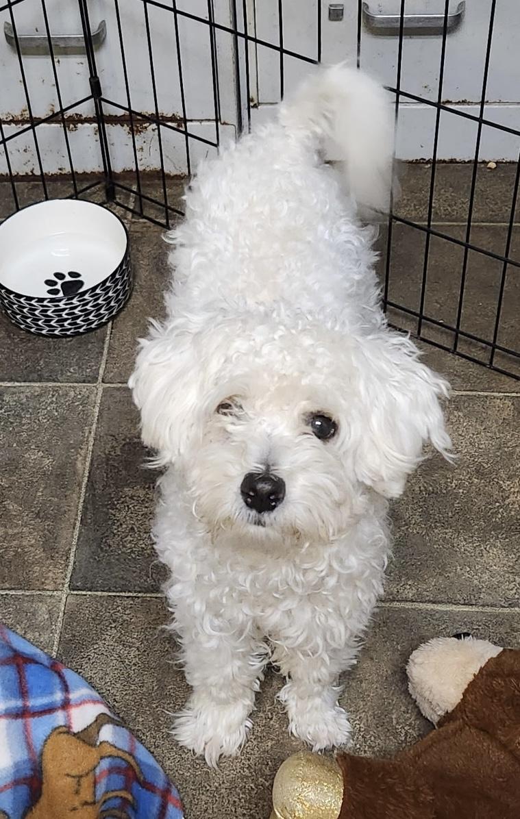 Krypto, a Adoptable Maltipoo in Los Angeles, CA image 1/3