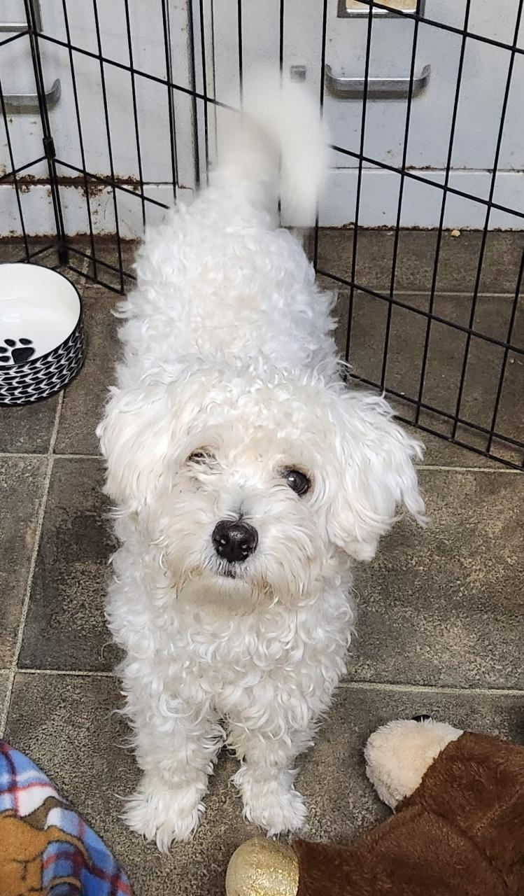 Krypto, a Adoptable Maltipoo in Los Angeles, CA image 2/3