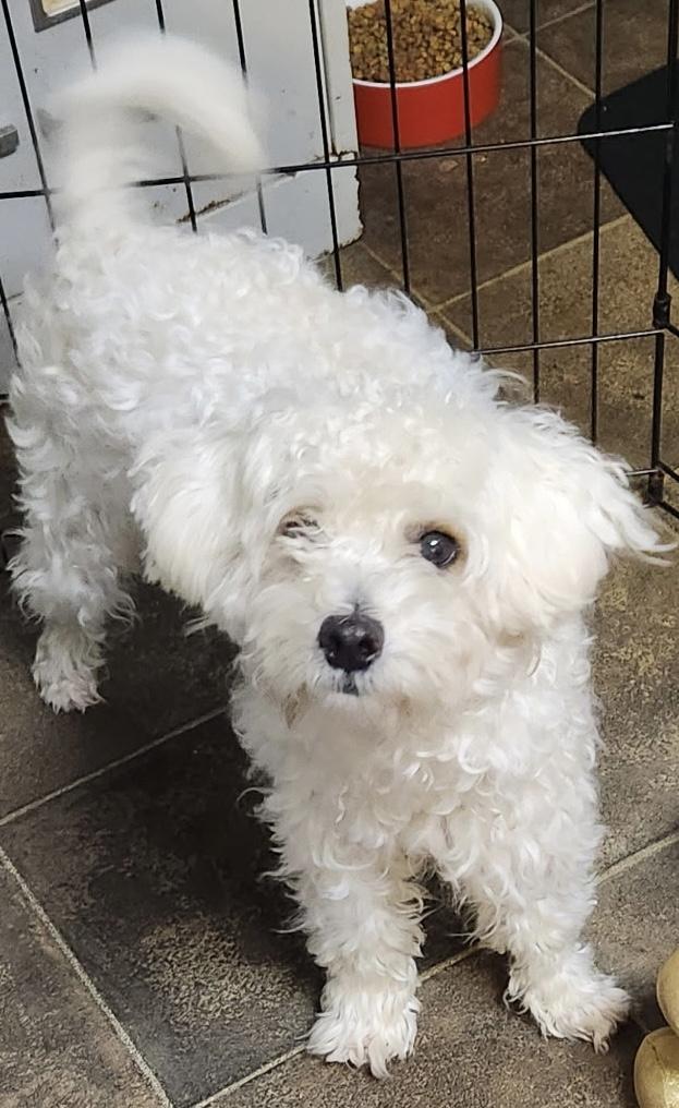 Krypto, a Adoptable Maltipoo in Los Angeles, CA image 3/3