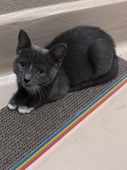 New Jersey, Adoptable, Kitten Female Domestic Short Hair & Domestic Short Hair.