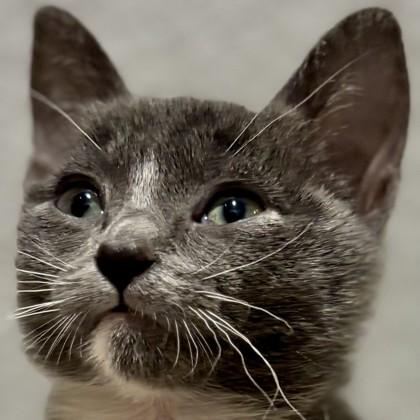 New Jersey, Adoptable, Kitten Female Domestic Short Hair & Domestic Short Hair.