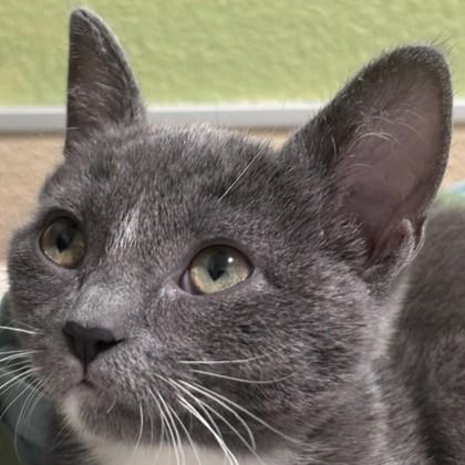 Enlarge New Jersey, a Adoptable mixed breed in Pleasanton, CA image 2/3
