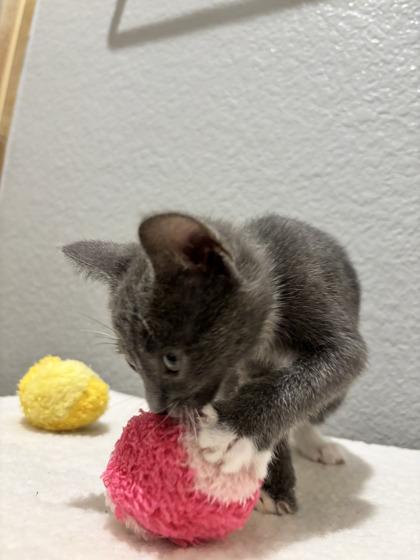 Enlarge New Jersey, a Adoptable mixed breed in Pleasanton, CA image 3/3