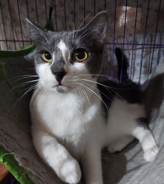 Olanna, a Adoptable Domestic Short Hair in San Pedro, CA image 1/3