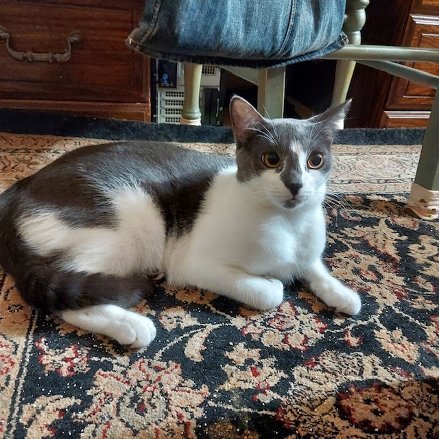 Olanna, a Adoptable Domestic Short Hair in San Pedro, CA image 2/3