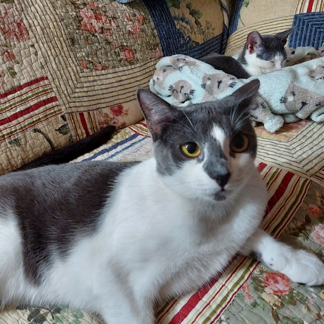 Olanna, a Adoptable Domestic Short Hair in San Pedro, CA image 3/3