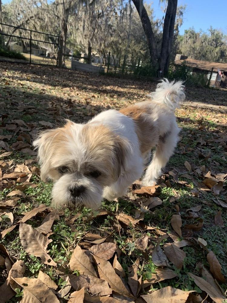 Enlarge Jack Frost, a Adoptable Shih Tzu in Winter Garden, FL image 2/3
