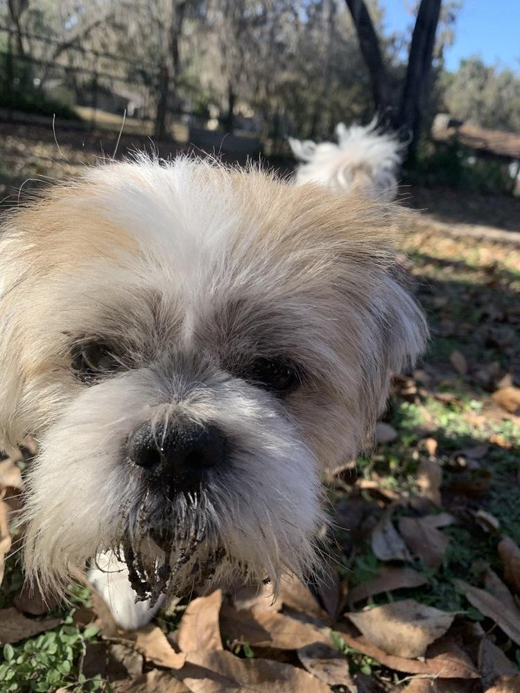Enlarge Jack Frost, a Adoptable Shih Tzu in Winter Garden, FL image 3/3