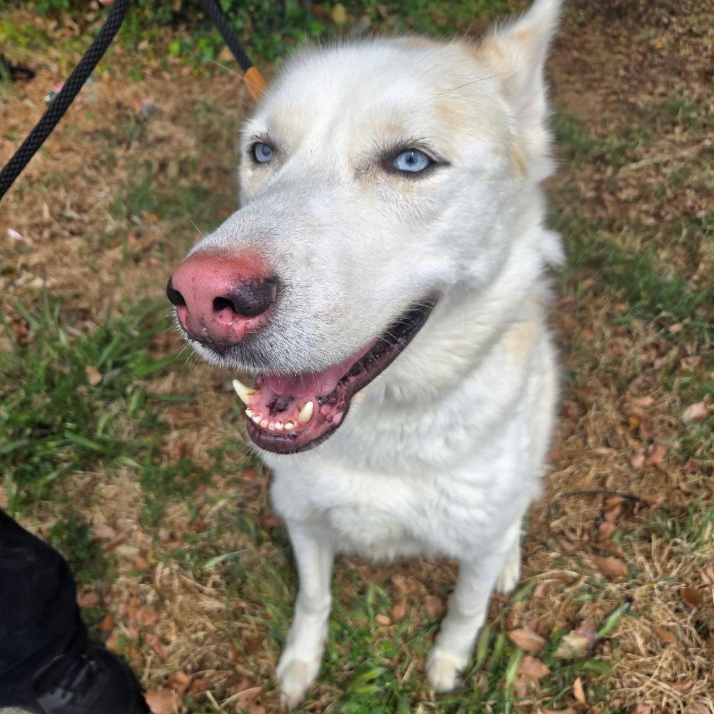 Togo, a Adoptable mixed breed in Kensington, CA image 1/2