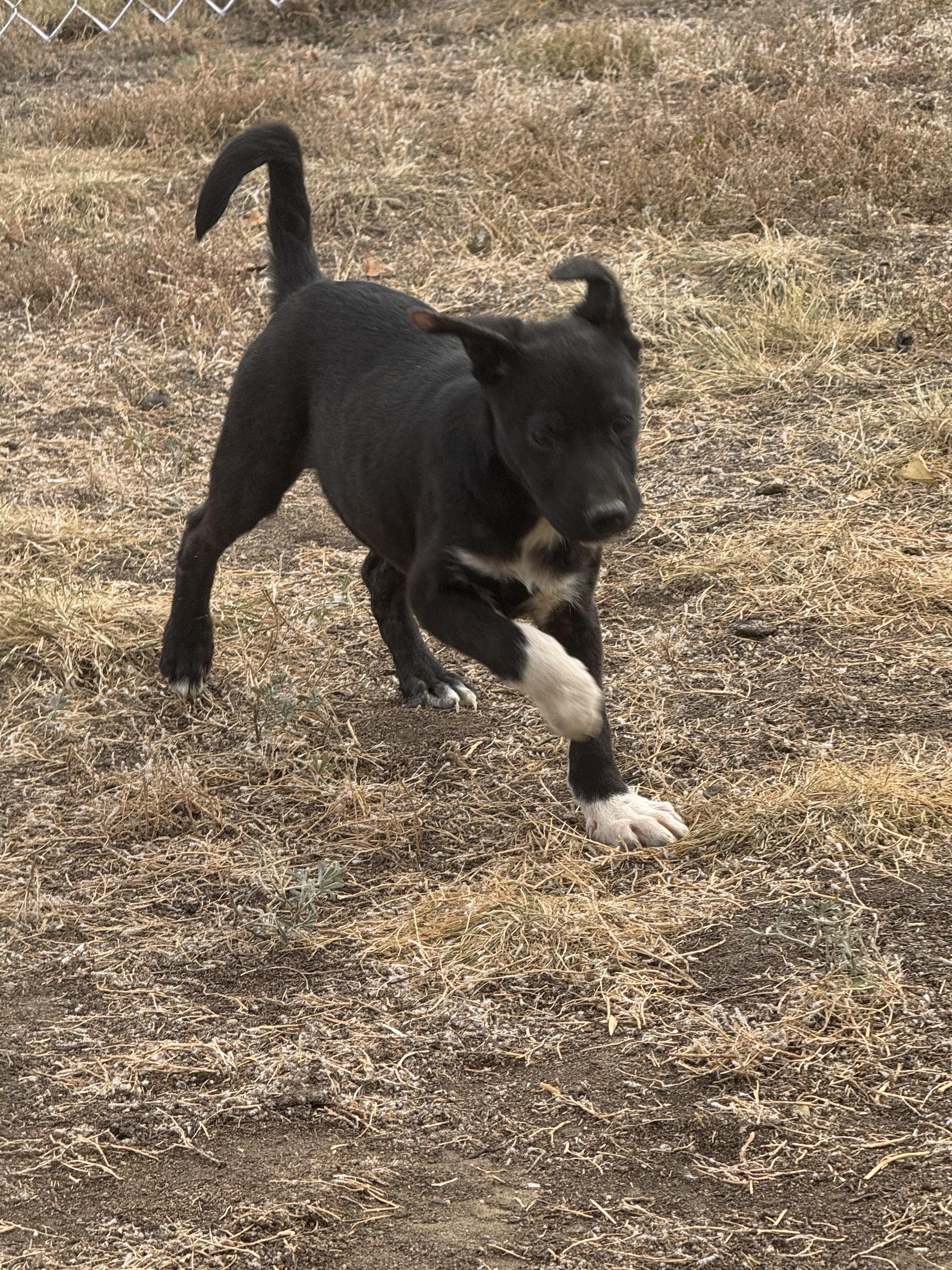 Gator, Adoptable, Puppy Male Mixed Breed.