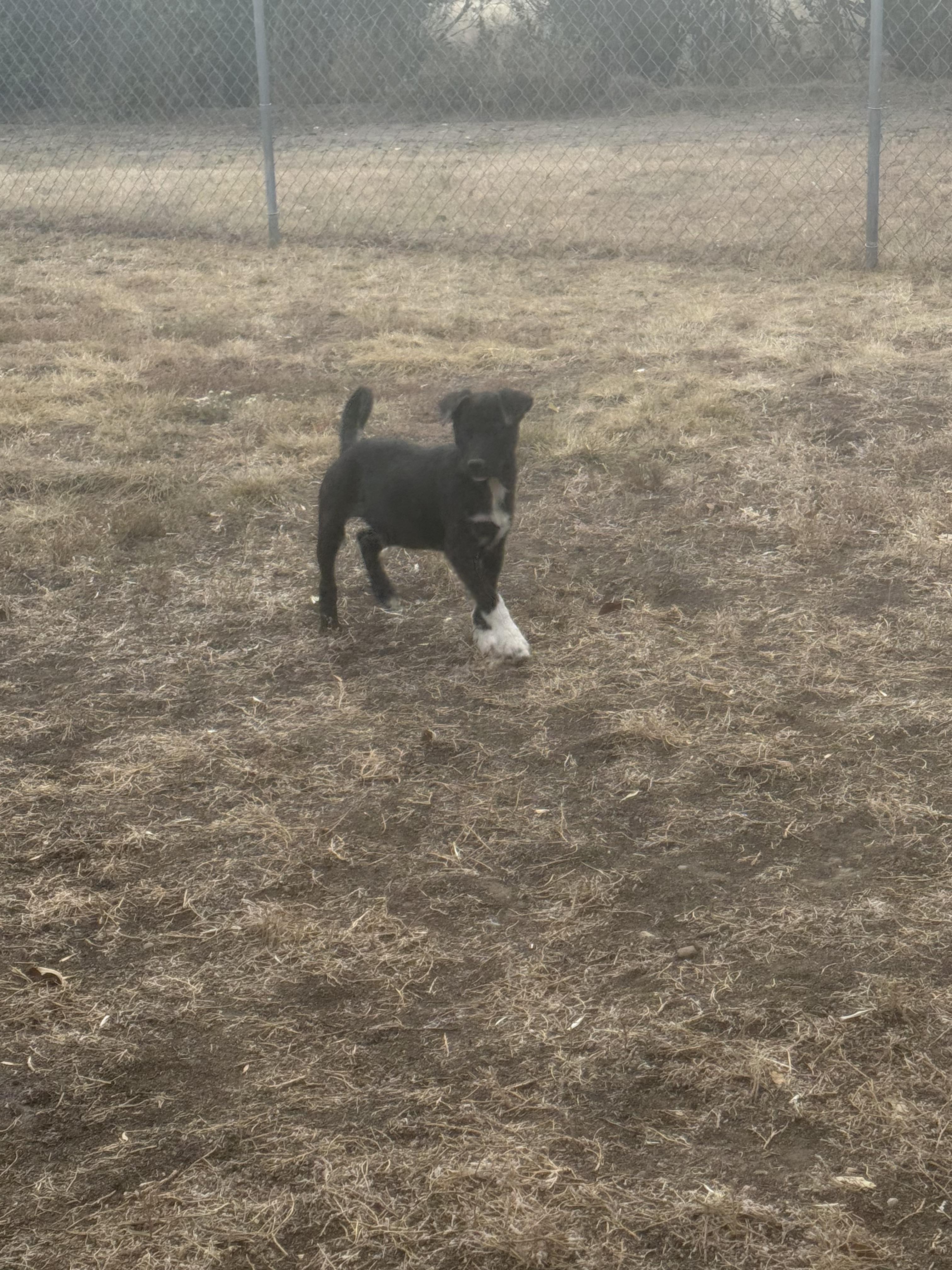 Gator, an adoptable Mixed Breed in Havre, MT, 59501 | Photo Image 2