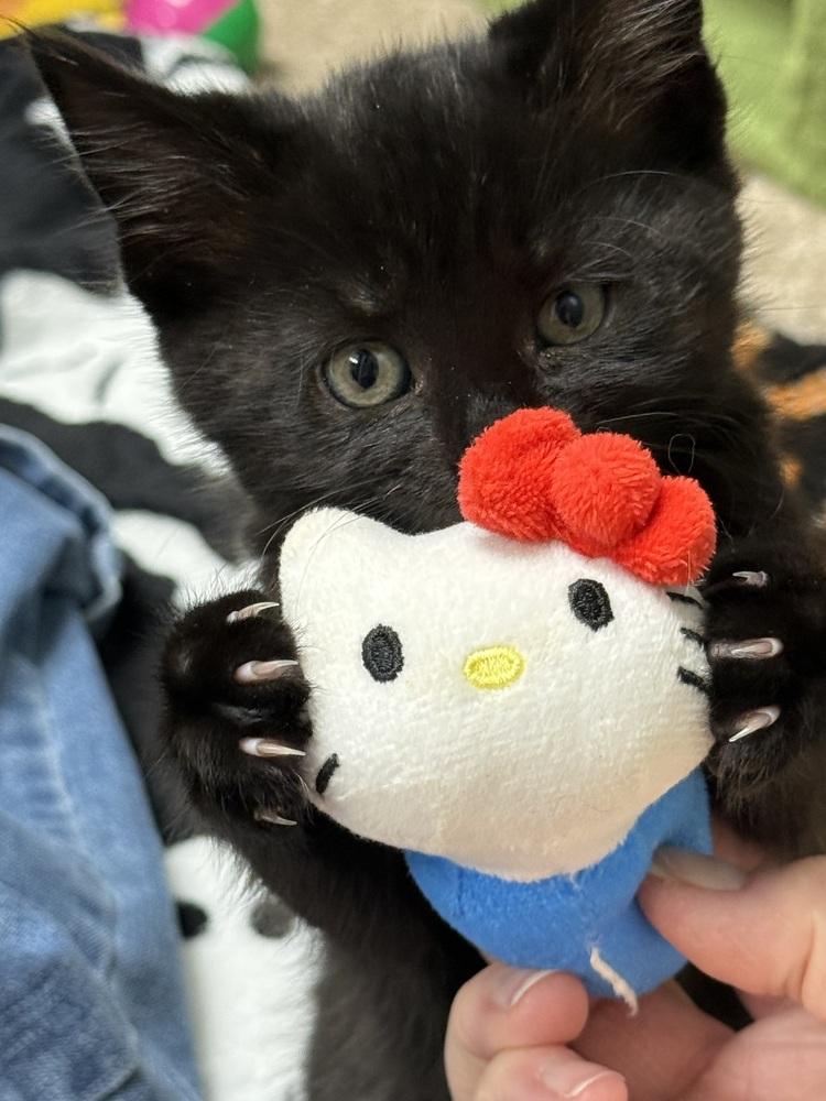 Enlarge Baby Rainbow Brite sailor, a Adoptable Domestic Short Hair in Mount Laurel, NJ image 2/4
