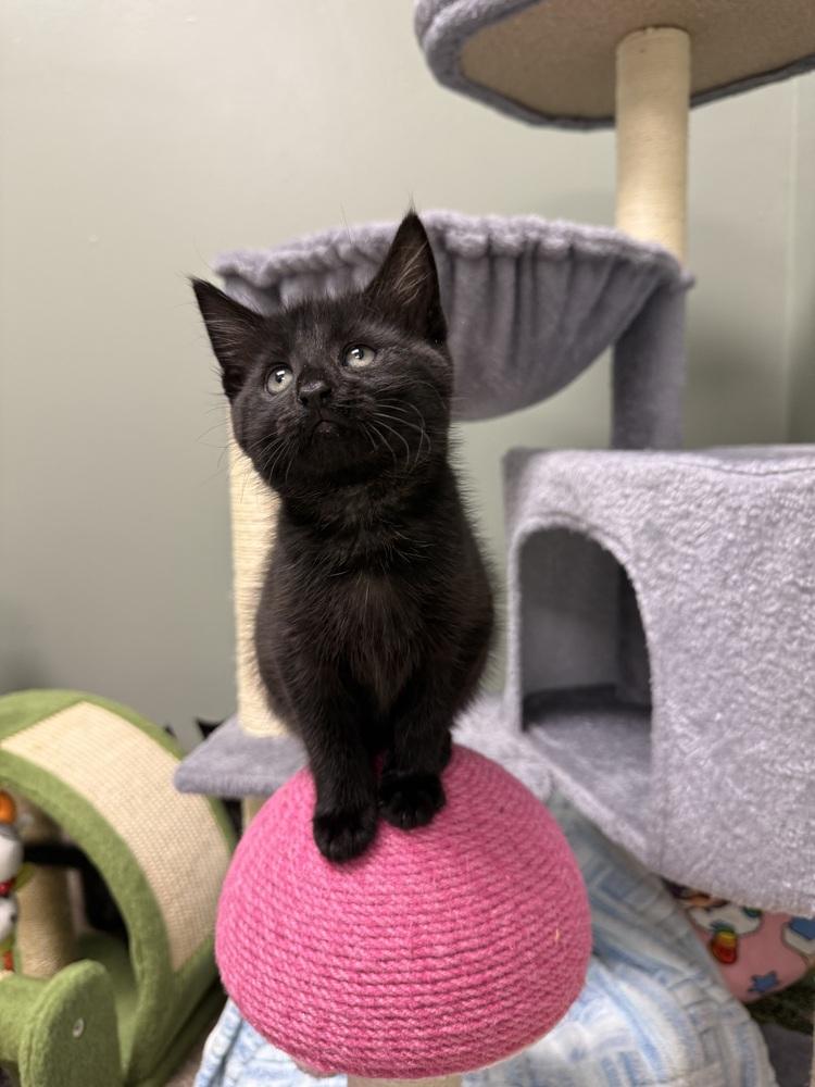 Enlarge Baby Rainbow Brite sailor, a Adoptable Domestic Short Hair in Mount Laurel, NJ image 3/4