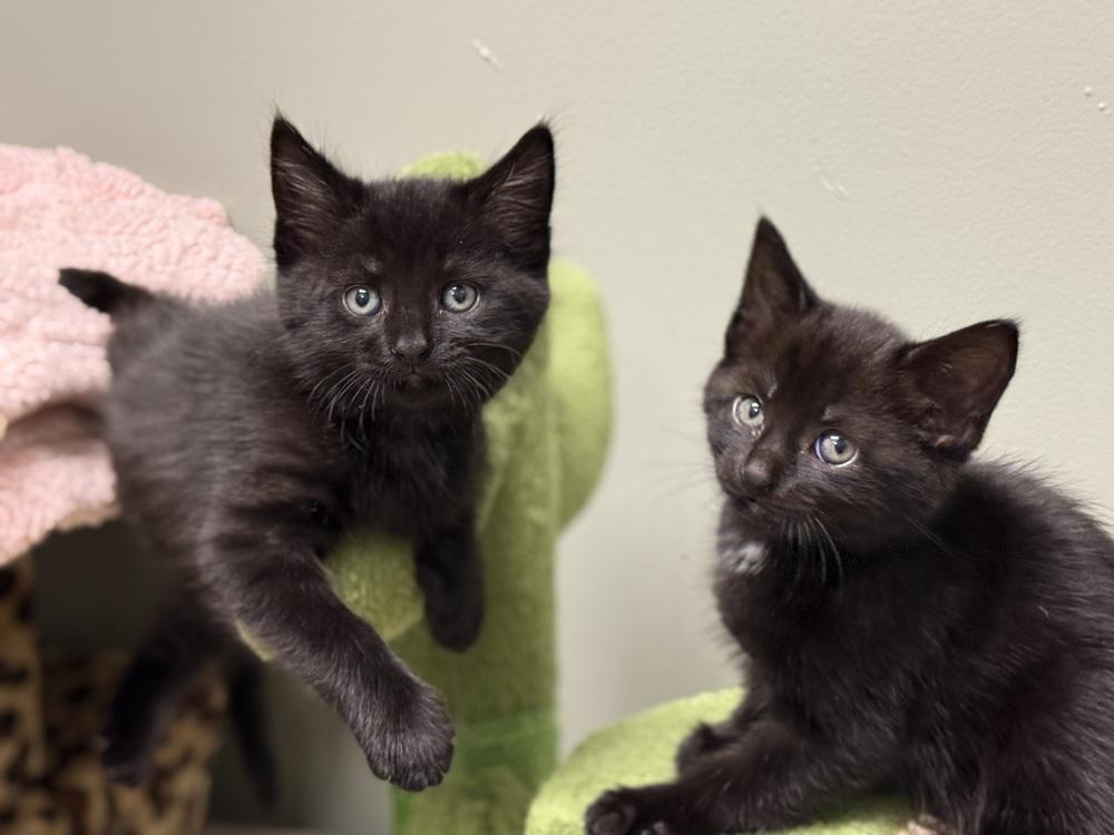 Enlarge Baby Rainbow Brite sailor, a Adoptable Domestic Short Hair in Mount Laurel, NJ image 4/4
