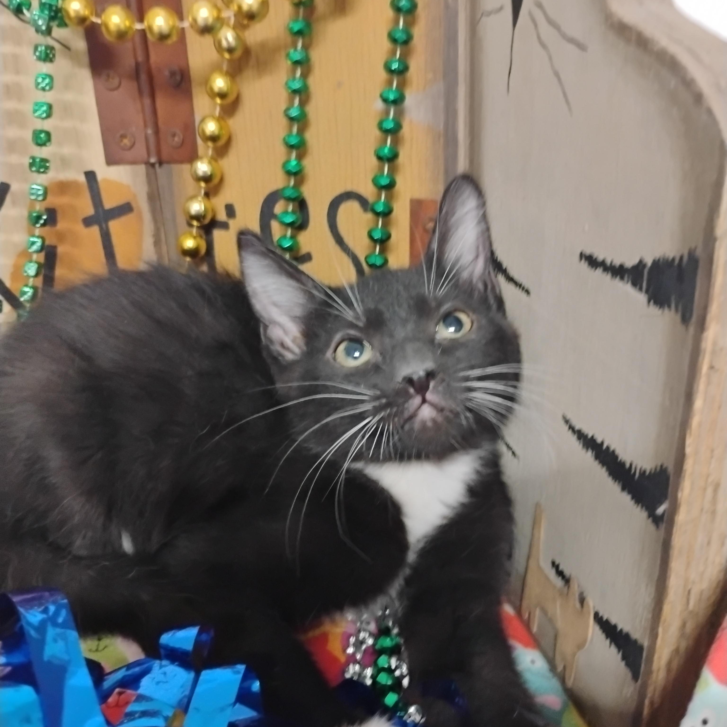 Enlarge heartbreak prince 2lb M tux wh paws, a ADOPTABLE Tuxedo in Phoenix, AZ image 1/1