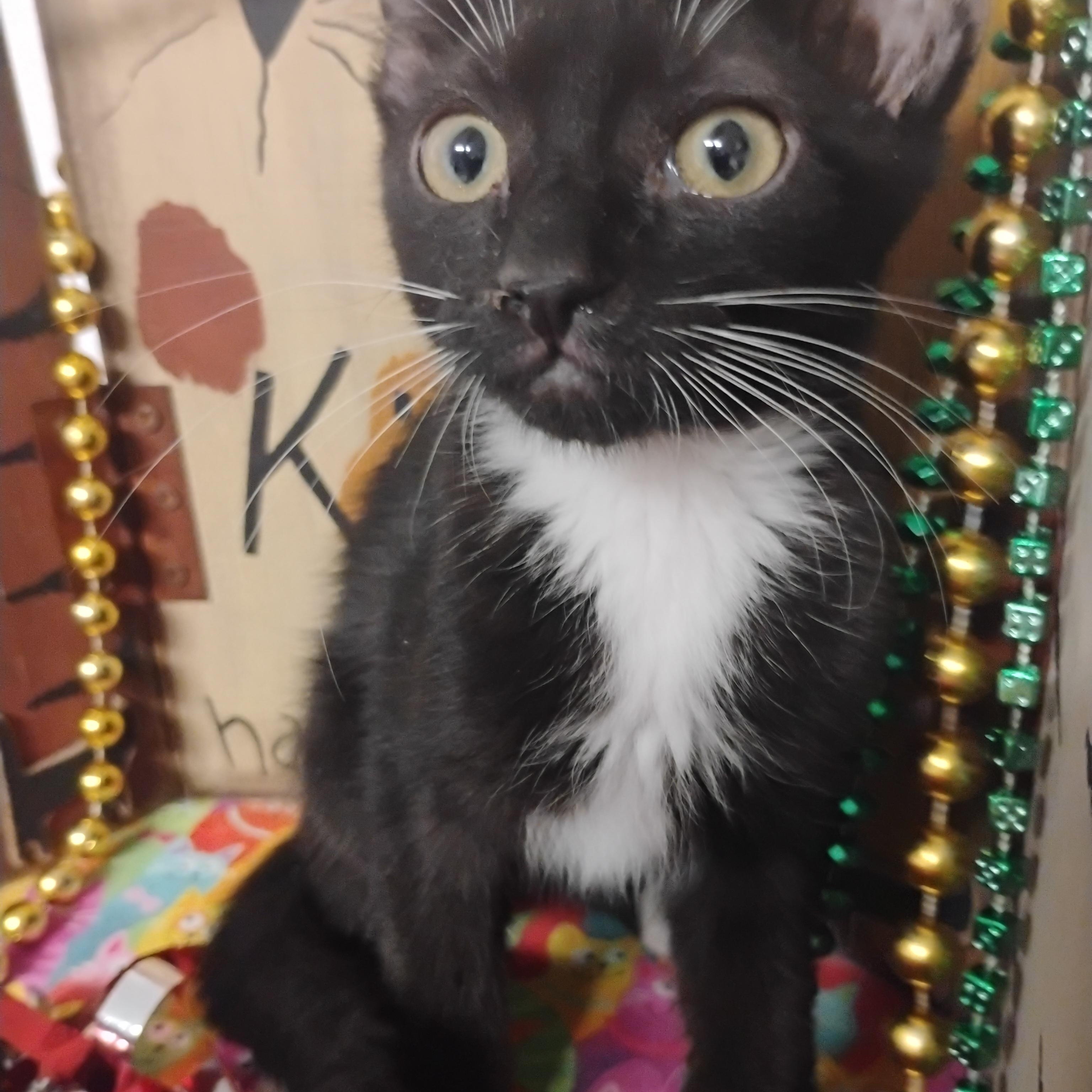 heartbreak prince 2lb M wh paws 2ndvacc, a ADOPTABLE Tuxedo in Phoenix, AZ image 1/3