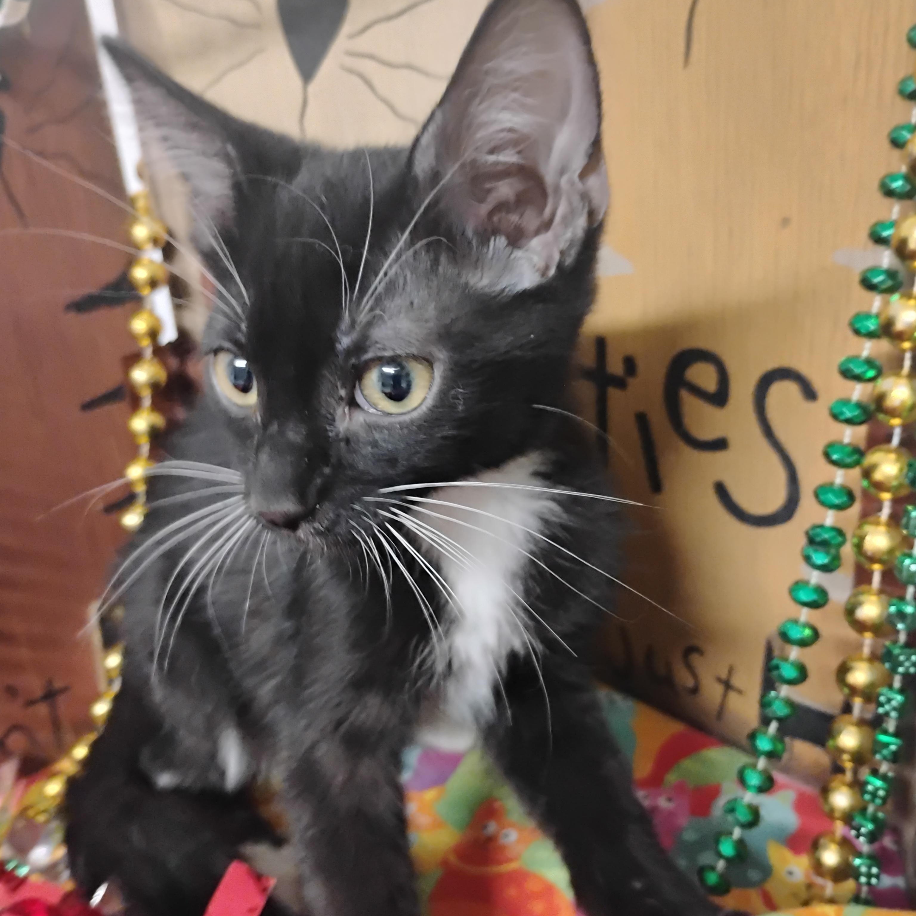 heartbreak prince 2lb M wh paws 2ndvacc, a ADOPTABLE Tuxedo in Phoenix, AZ image 2/3