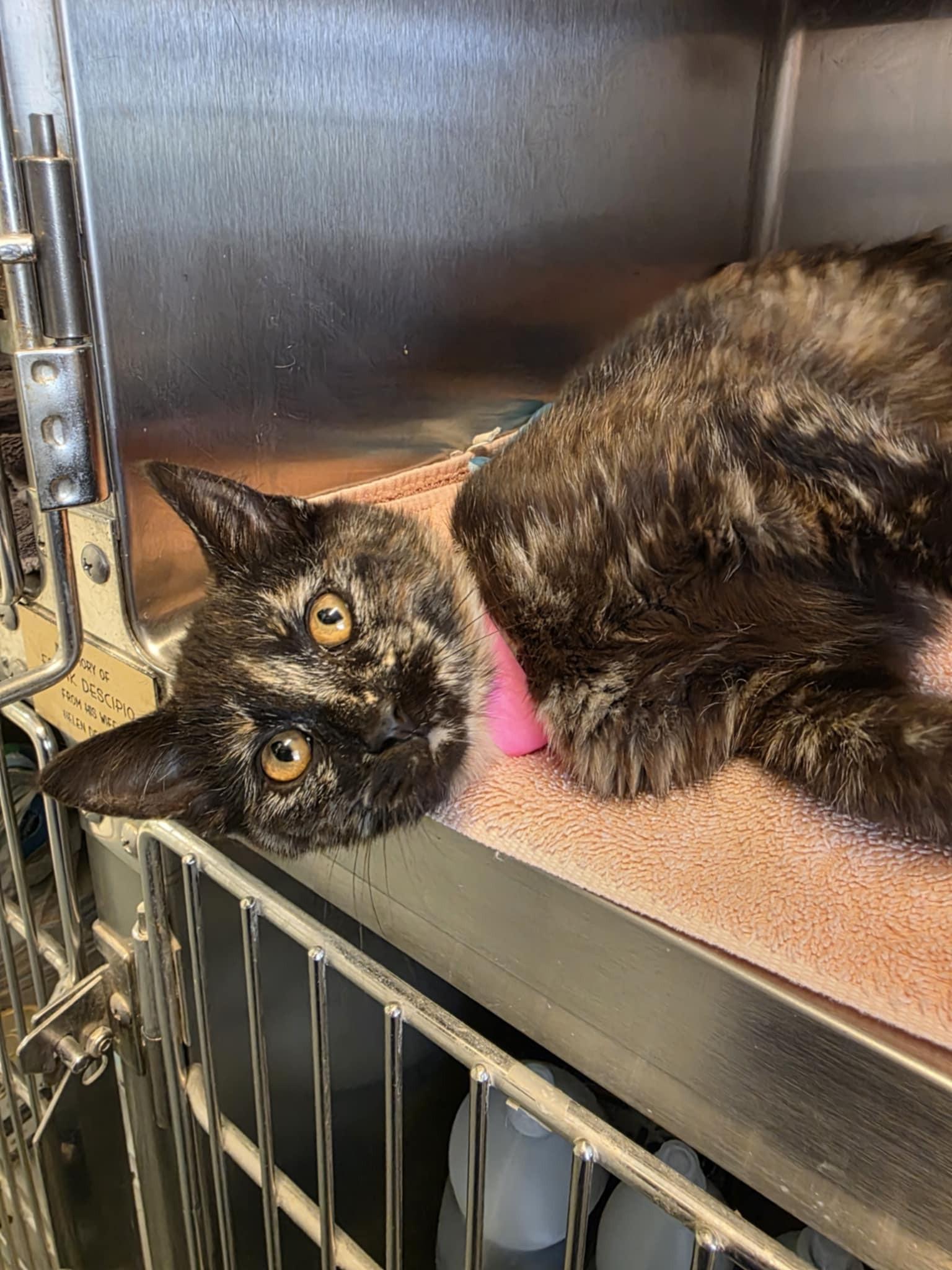 Mousie, adopted, Kitten Female Domestic Short Hair.