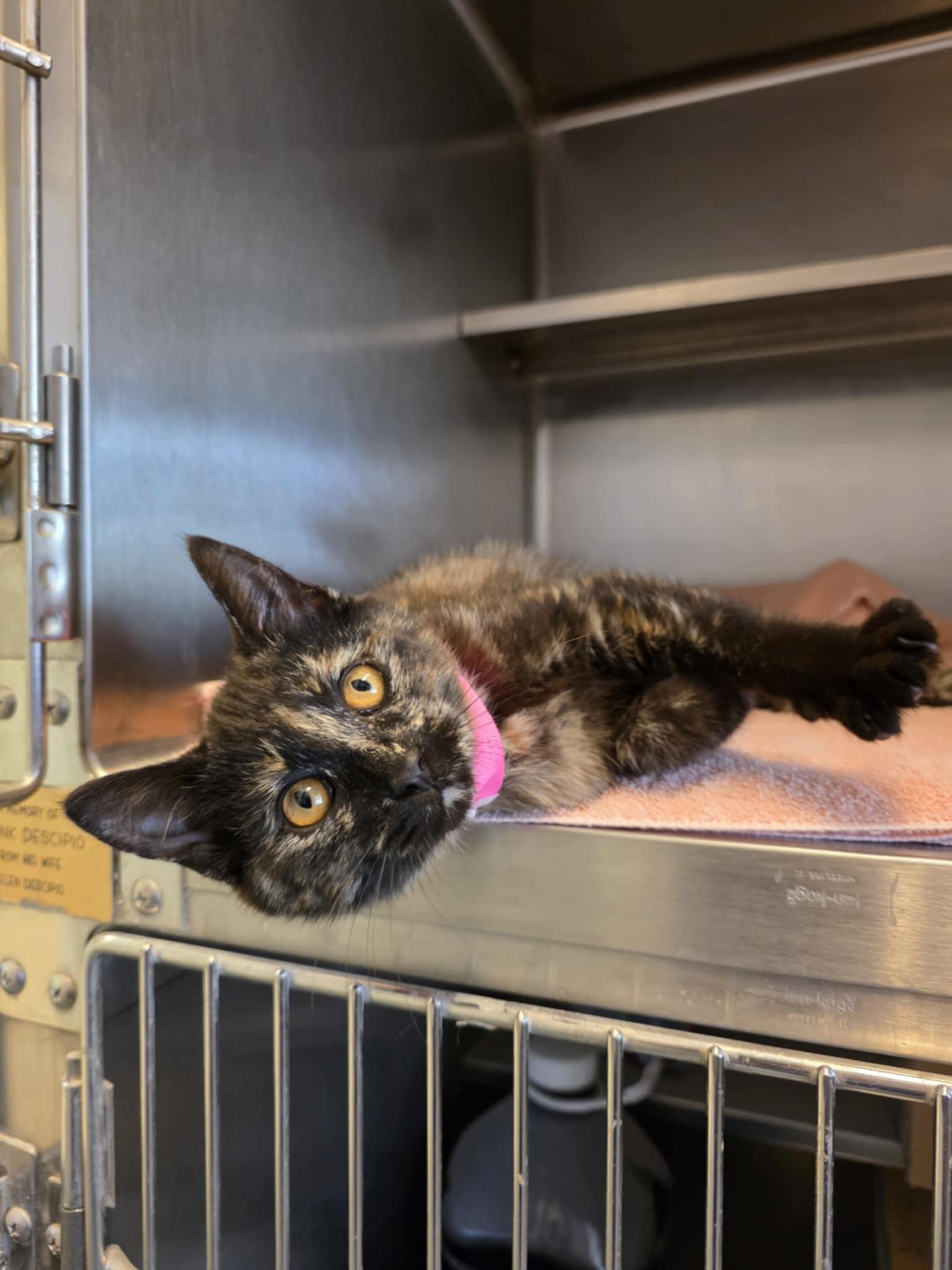 Enlarge Mousie, an adopted Domestic Short Hair in Umatilla, FL image 3/3