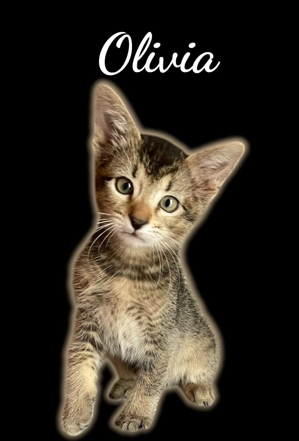 Enlarge Olivia, a ADOPTABLE Domestic Short Hair in Auburn, CA image 1/1