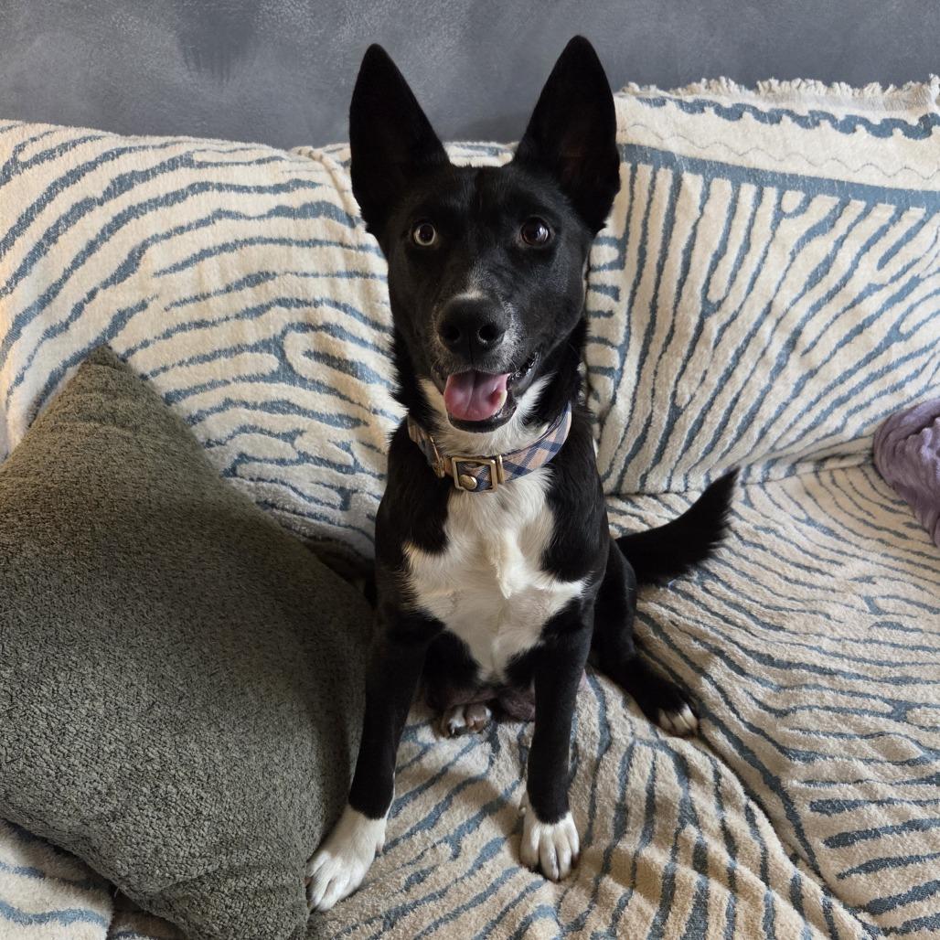 Dolores, a Adoptable mixed breed in Birmingham, AL image 3/3