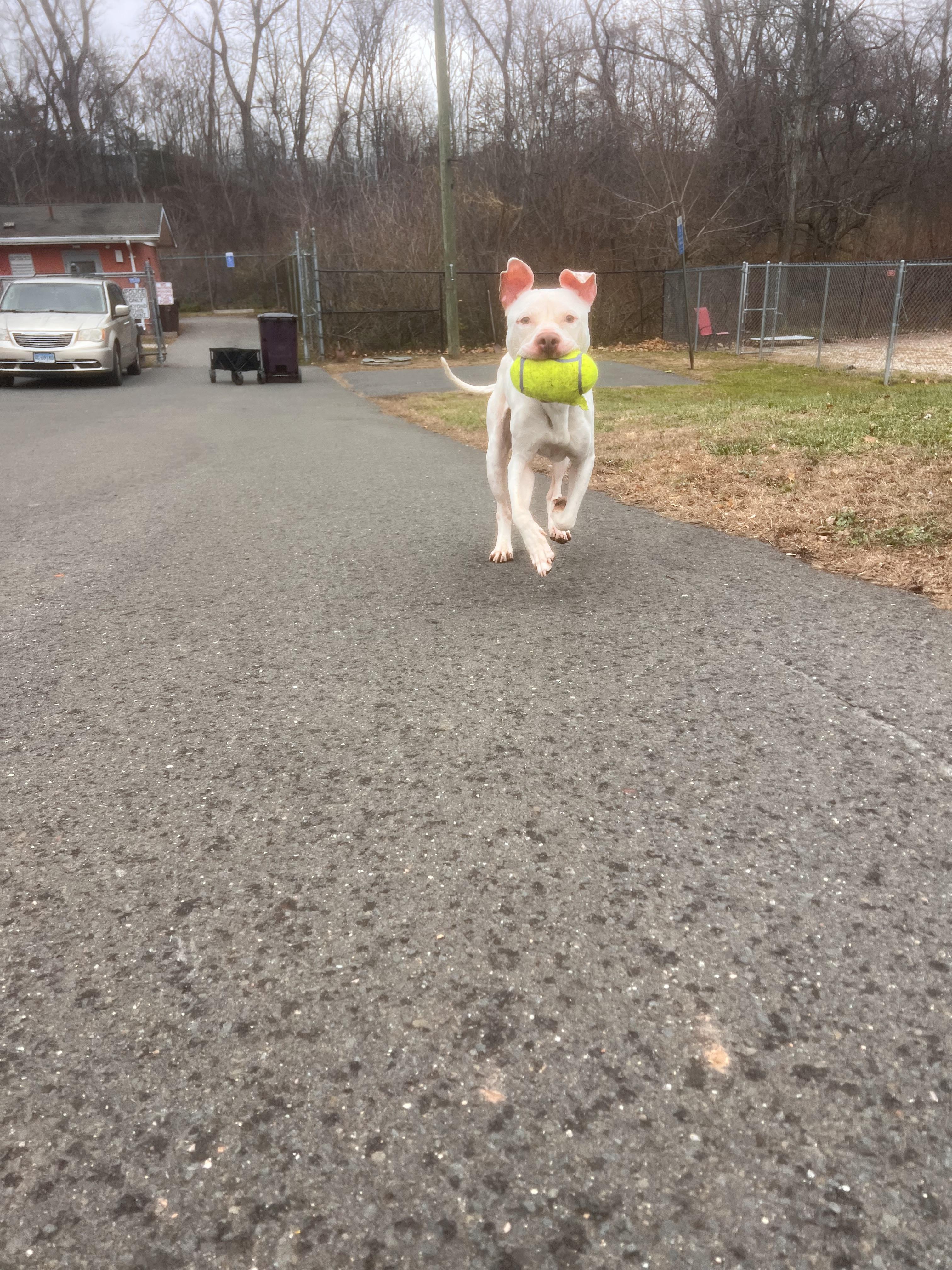 Joshua, adopted, Young Male Pit Bull Terrier.