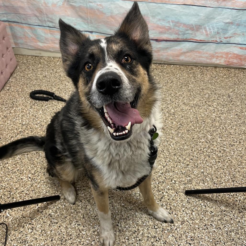 Enlarge Gunner, a Adoptable mixed breed in Cheyenne, WY image 1/1