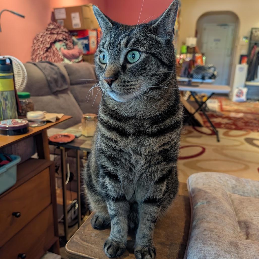 Enlarge Mr. November, a Adoptable Domestic Short Hair in Middle Village, NY image 1/6