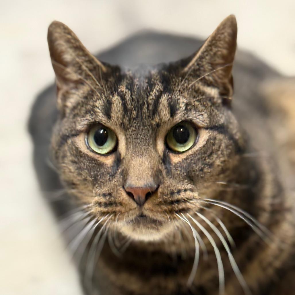 Enlarge Mr. November, a Adoptable Domestic Short Hair in Middle Village, NY image 2/6