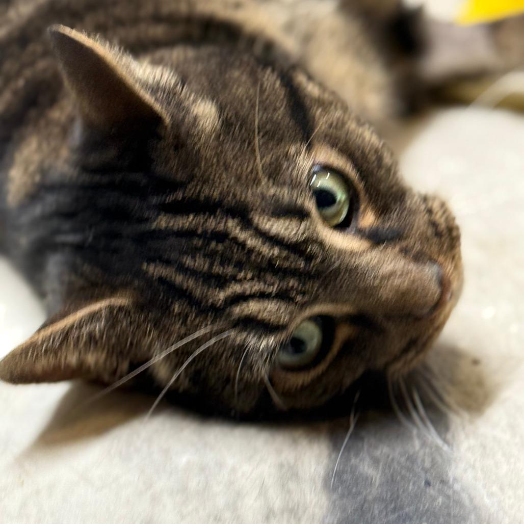 Enlarge Mr. November, a Adoptable Domestic Short Hair in Middle Village, NY image 4/6