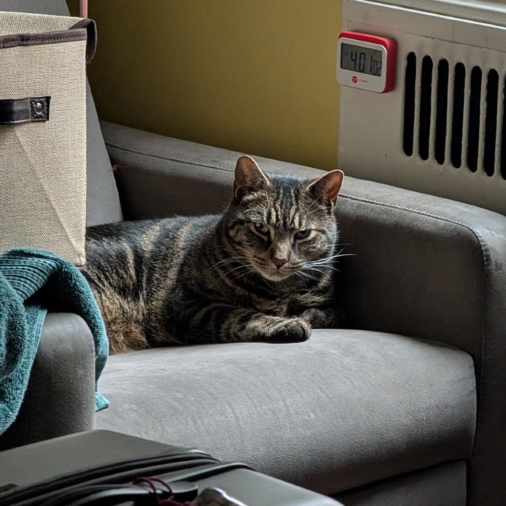 Enlarge Mr. November, a Adoptable Domestic Short Hair in Middle Village, NY image 5/6