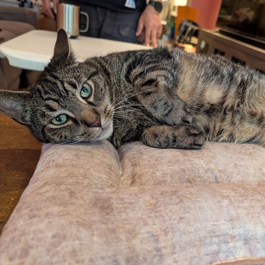 Enlarge Mr. November, a Adoptable Domestic Short Hair in Middle Village, NY image 6/6