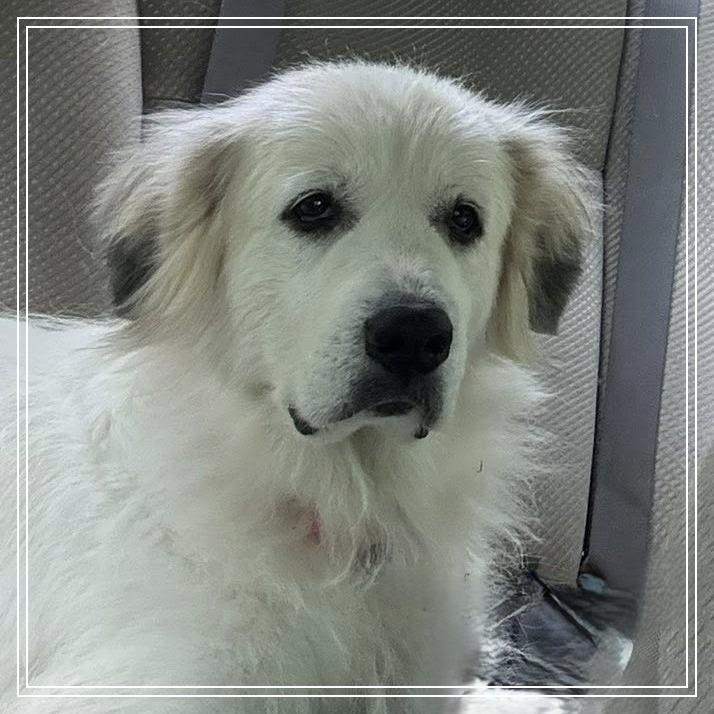 Enlarge Rita, an adopted Great Pyrenees in Atlanta, GA image 1/1