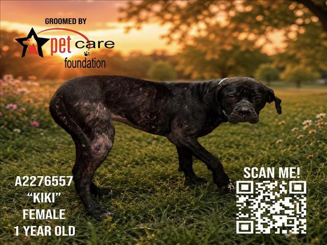 Enlarge KIKI, a Adoptable Cane Corso in Los Angeles, CA image 1/1