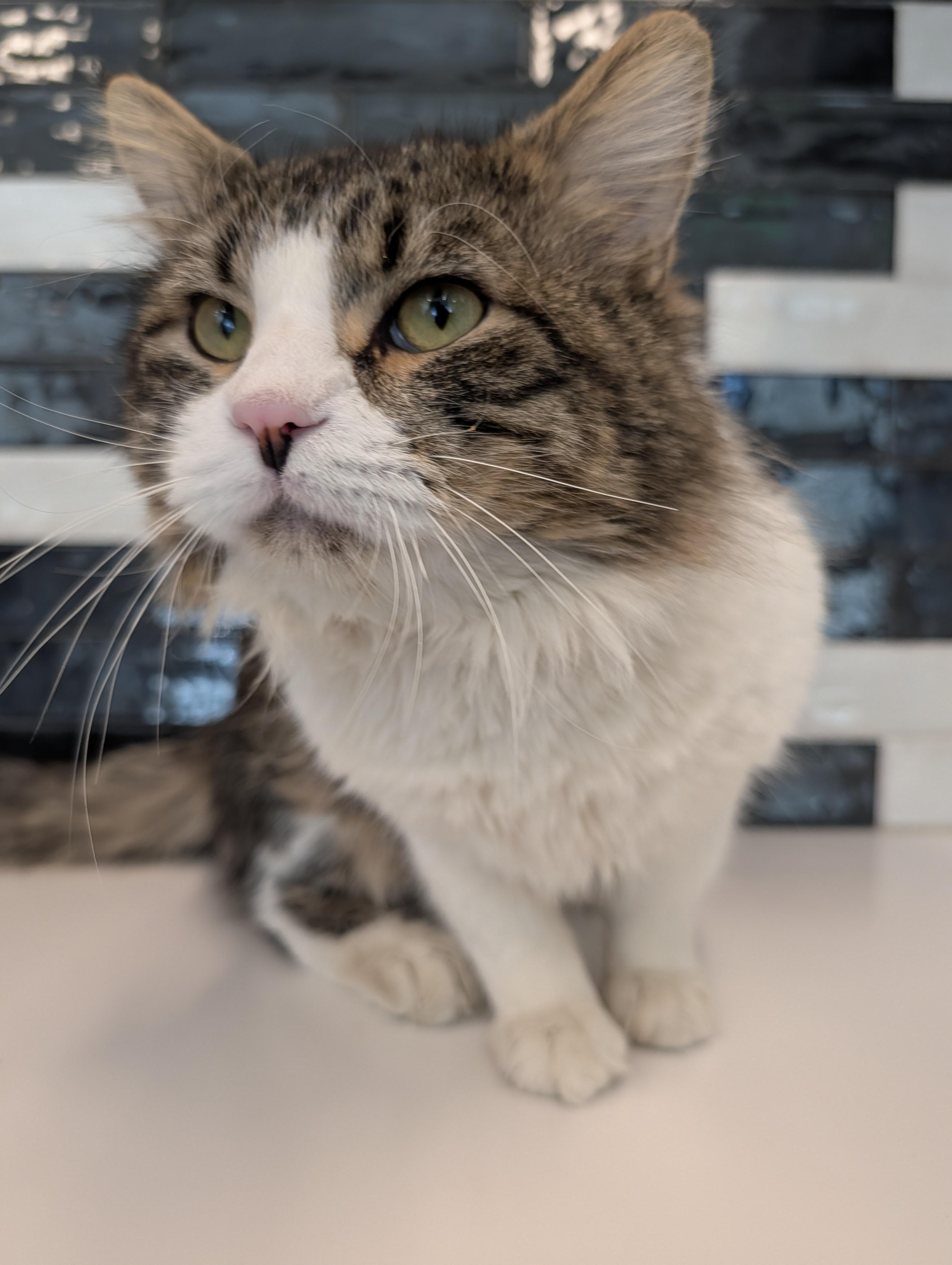 Enlarge Boog, a Adoptable mixed breed in Hillsboro, MO image 4/4