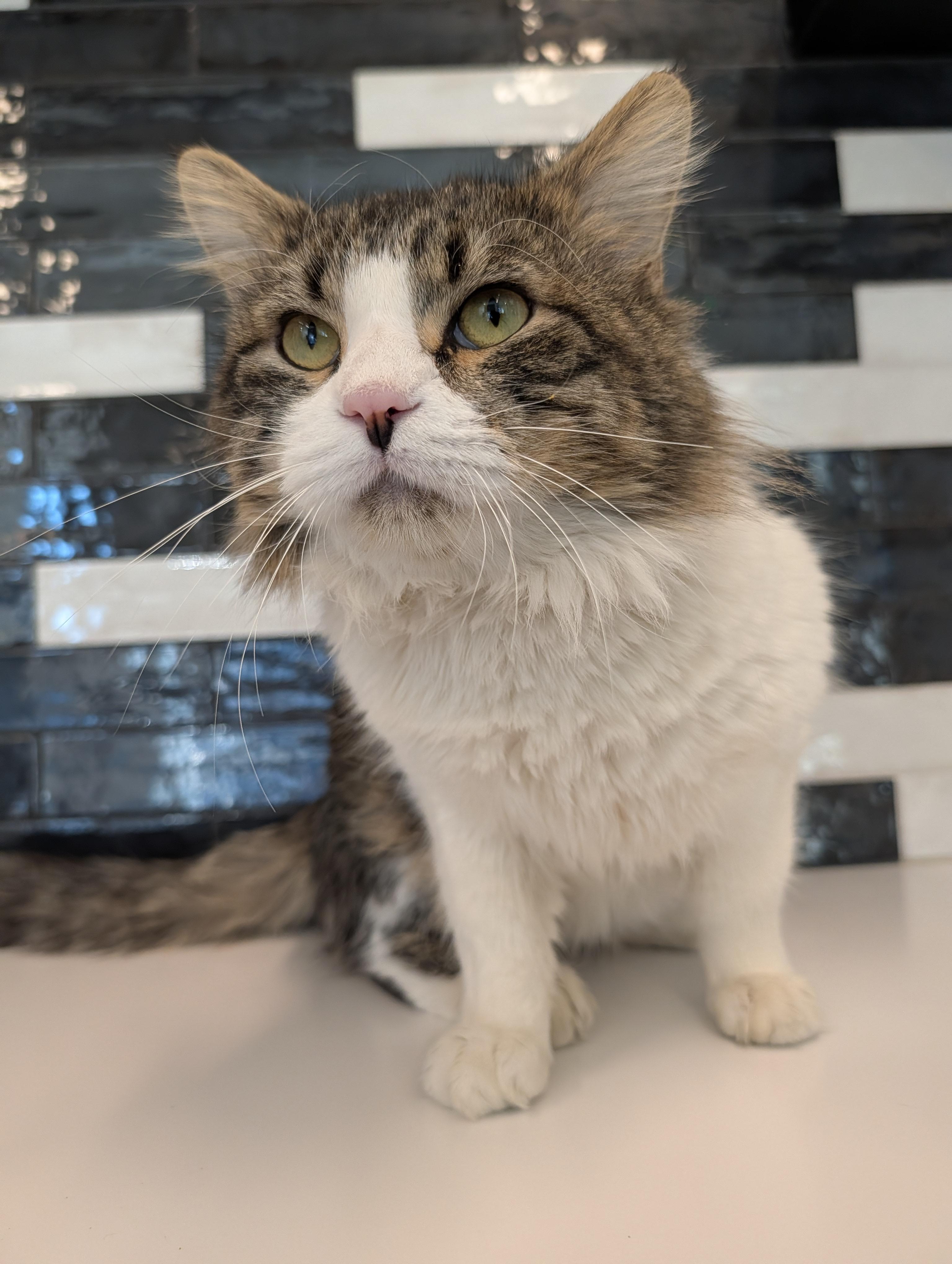 Boog, Adoptable, Adult Male Domestic Medium Hair.