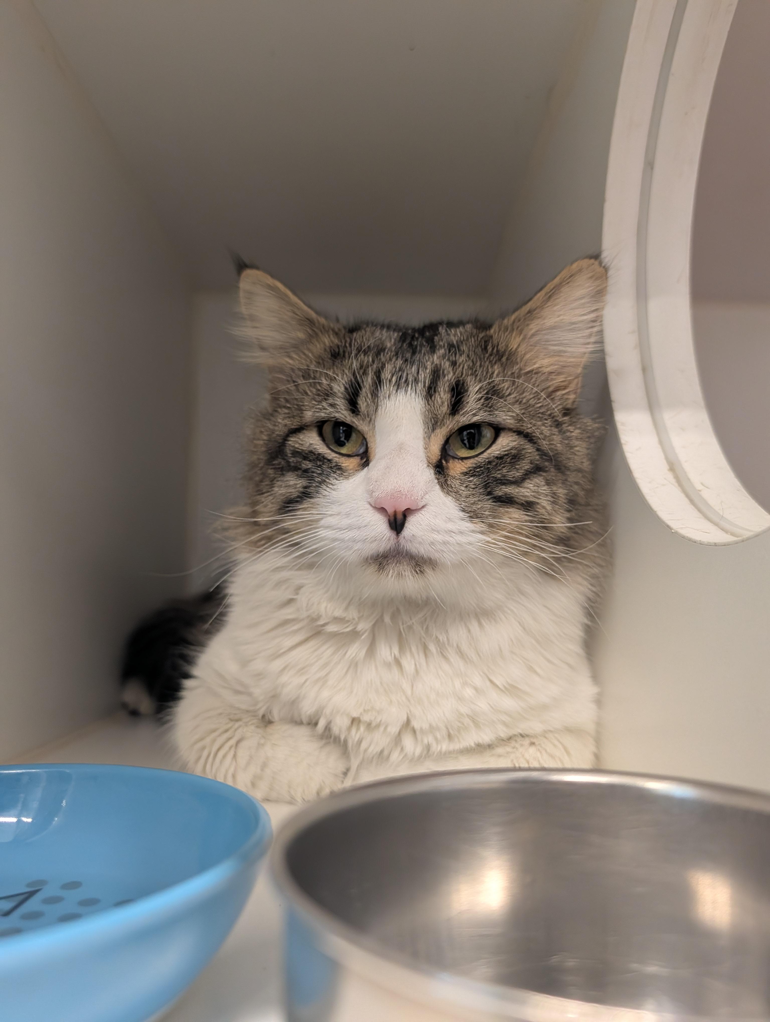 Enlarge Boog, a Adoptable mixed breed in Hillsboro, MO image 3/4