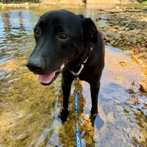 Ranger, Adoptable, Senior Male Mixed Breed.