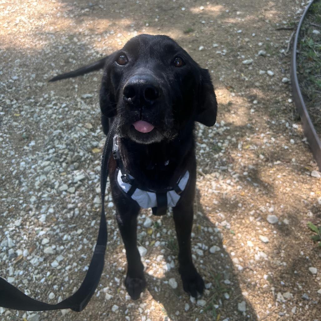 Enlarge Ranger, a Adoptable Mixed Breed in Bentonville, AR image 2/6