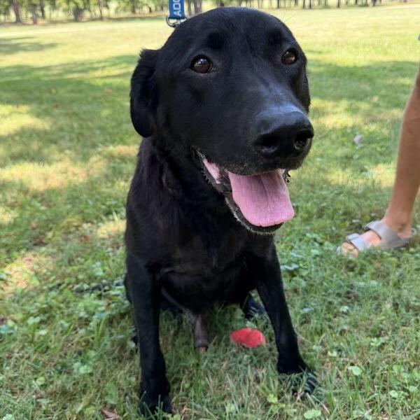 Enlarge Ranger, a Adoptable Mixed Breed in Bentonville, AR image 3/6