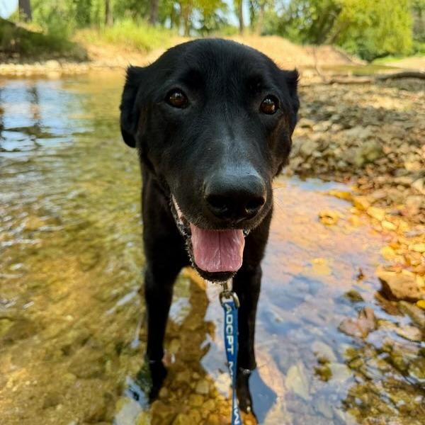 Enlarge Ranger, a Adoptable Mixed Breed in Bentonville, AR image 4/6