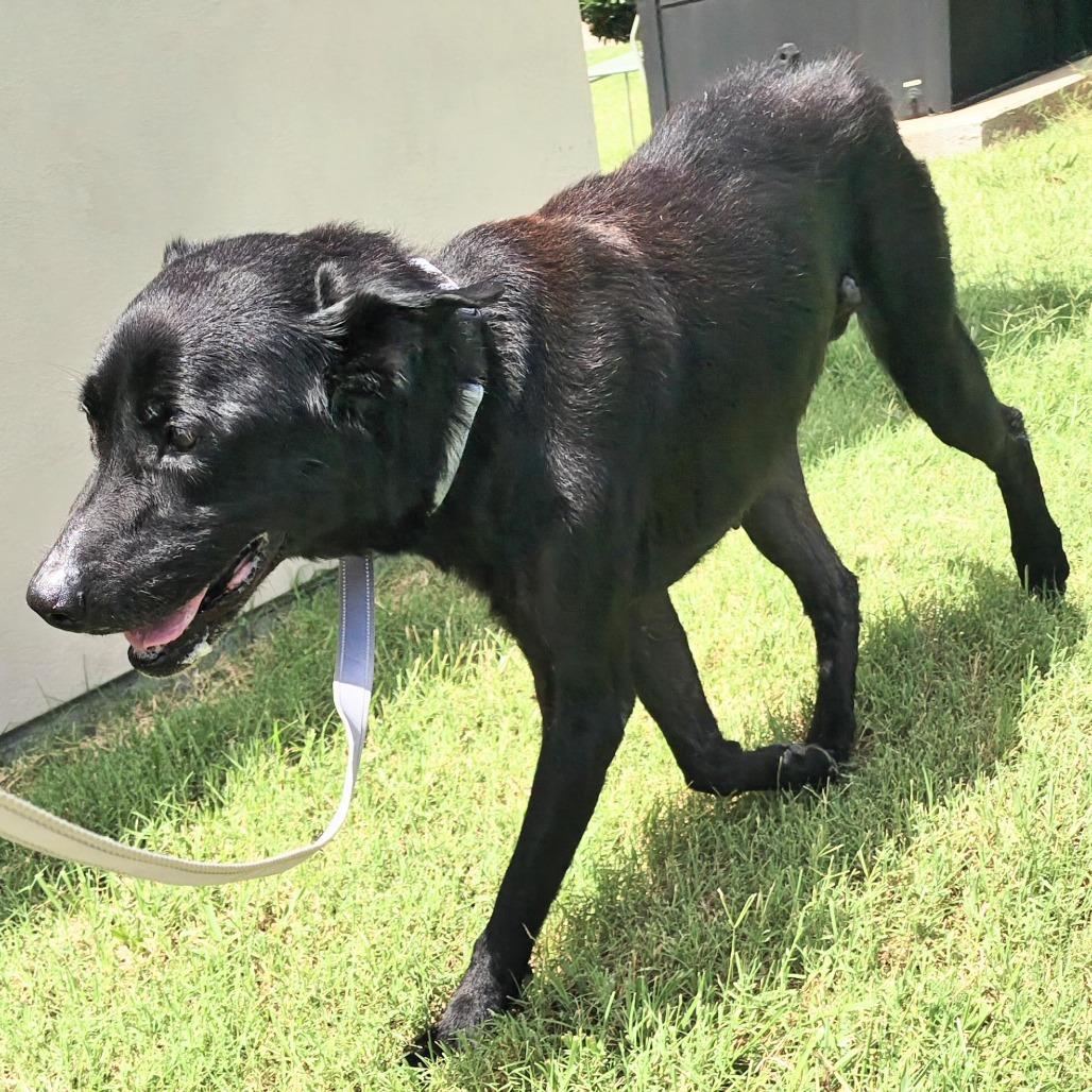 Enlarge Ranger, a Adoptable Mixed Breed in Bentonville, AR image 5/6