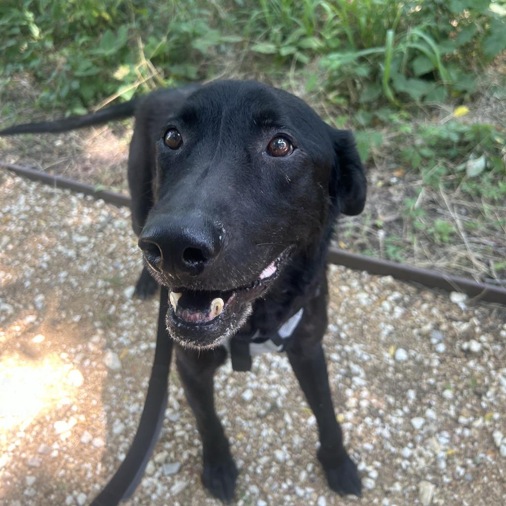 Enlarge Ranger, a Adoptable Mixed Breed in Bentonville, AR image 6/6