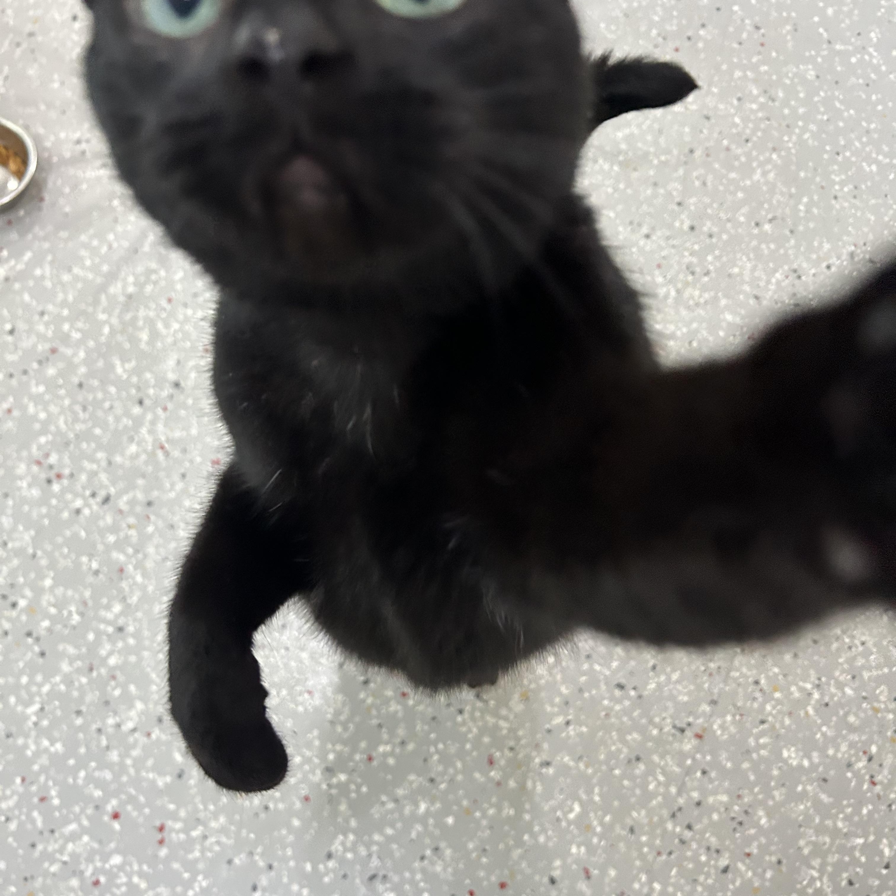 Ursula, a Adoptable Domestic Short Hair in Lansing, MI image 3/4