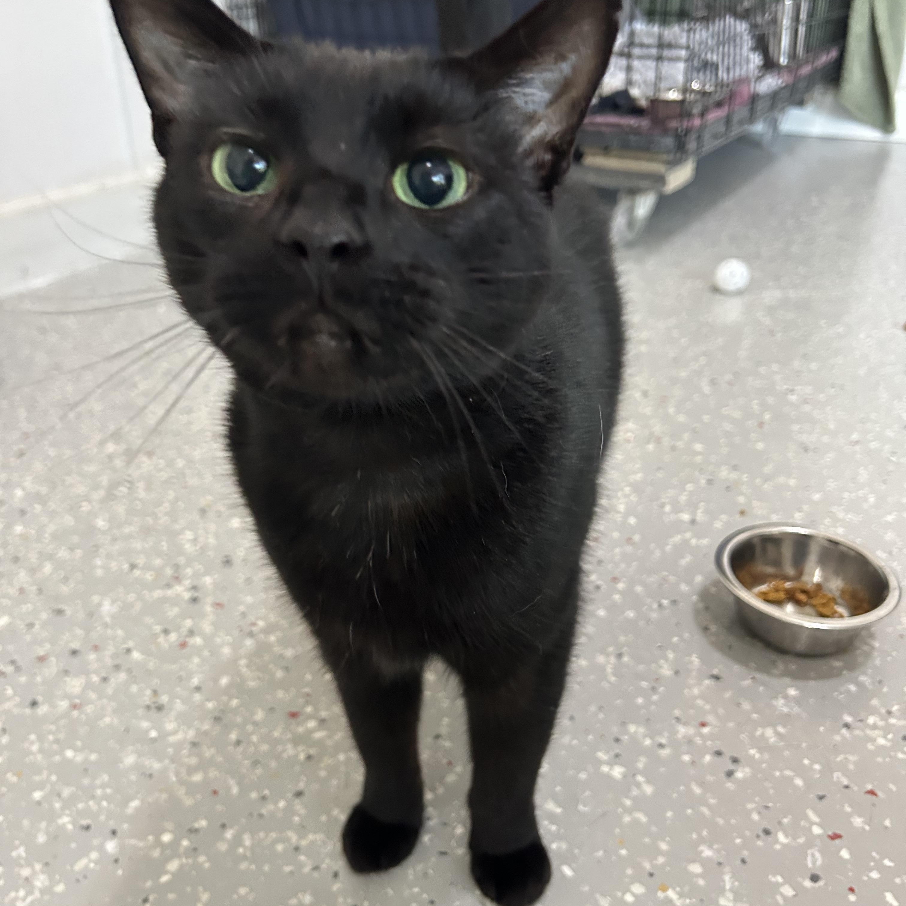 Ursula, a Adoptable Domestic Short Hair in Lansing, MI image 4/4