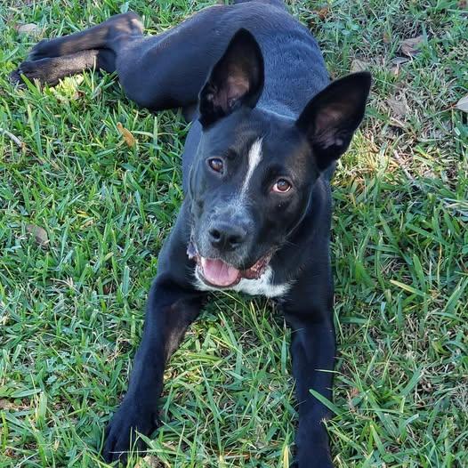 Milo #life-of-the-party, Adopted, Young Male Labrador Retriever & German Shepherd Dog.