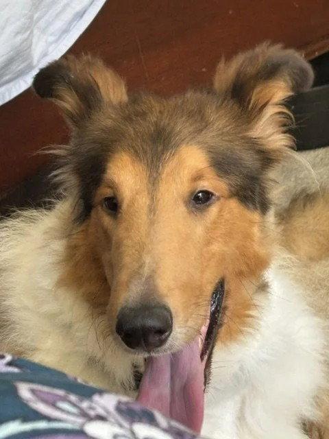 Enlarge Indy Rex adoption pending, a Adoptable Collie in Dublin, OH image 1/2